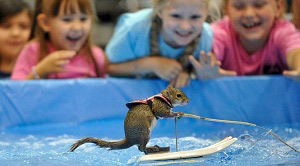 Twiggy the Water Skiing Squirrel