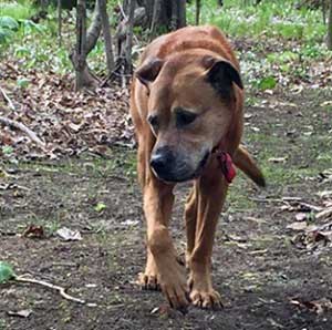 Scooby out for a stroll in the woods.