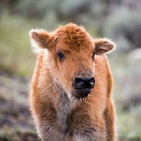 Bison Calf