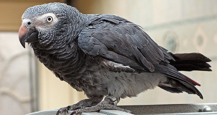 African Gray Parrot