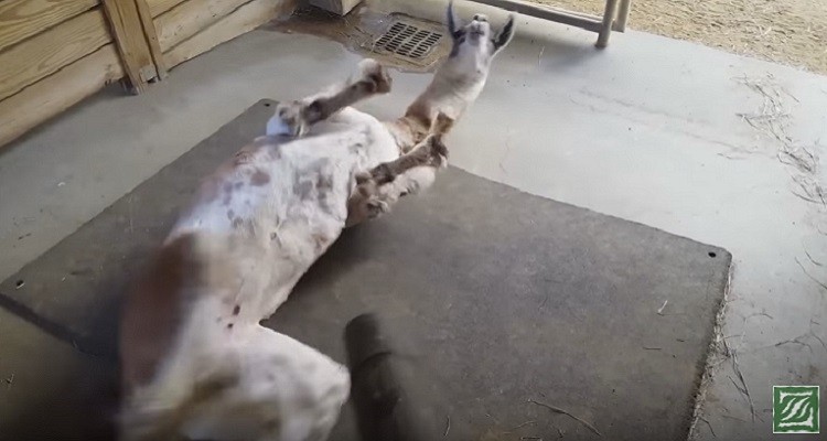 Llama enjoys the Leaf Blower