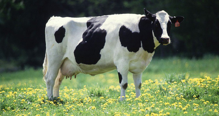 Cow