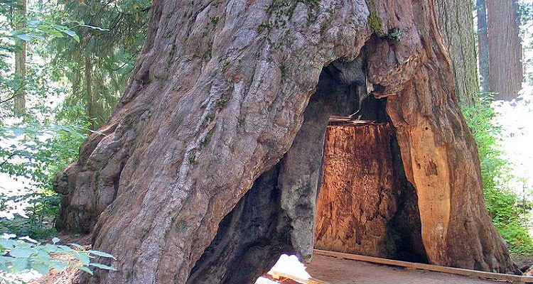 Pioneer Cabin Tree