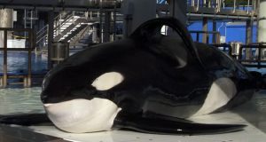 Tilikum