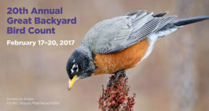 Great Backyard Bird Count