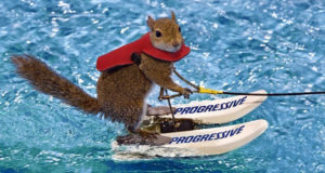 Twiggy the Water Skiing Squirrel