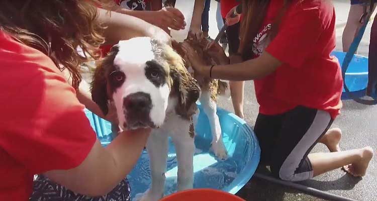 Gilda's Club World's Largest Dog Wash
