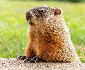 Groundhog