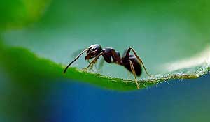 Ant