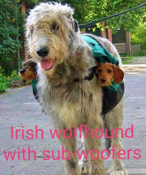 Irish Wolfhound with Subwoofers